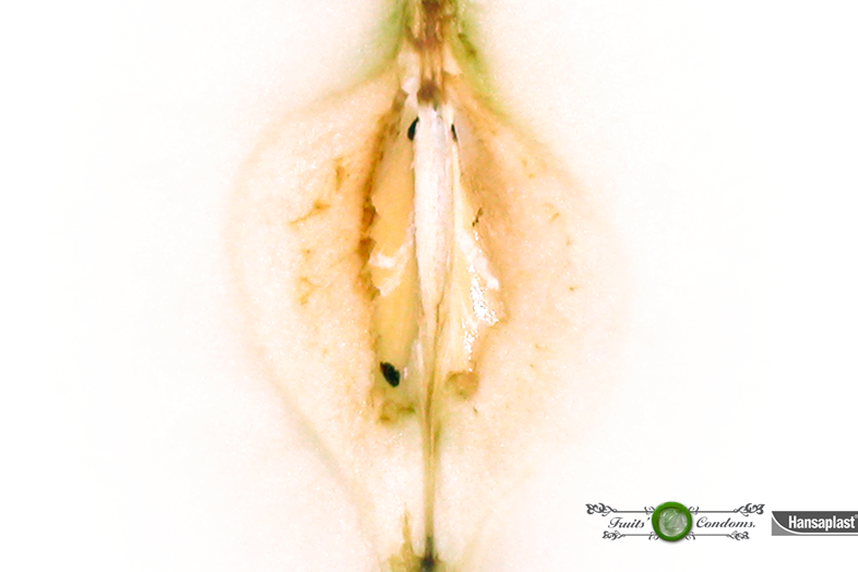 Bérengère Hours HANSAPLAST